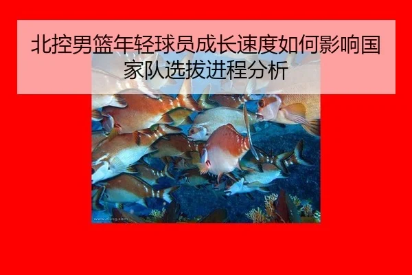 北控男篮年轻球员成长速度如何影响国家队选拔进程分析